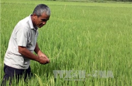 Muỗi hành gây hại lúa Đông Xuân tại Kiên Giang