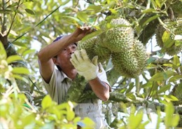 Gần 460 tỷ đồng xây dựng hạ tầng để phát triển vườn cây ăn trái Trà Vinh