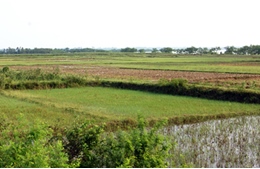 Nhiều đồng ruộng ở Vĩnh Phúc bị bỏ hoang trong vụ Đông 