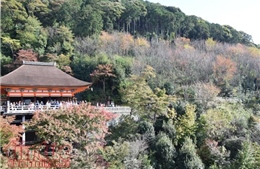 Thăm ngôi chùa nổi tiếng nhất cố đô Kyoto