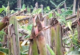 Phú Thọ: Gần 3.300 cây chuối bị chặt phá trong đêm, thiệt hại hơn 700 triệu đồng
