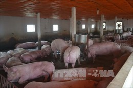 Long An: Giá lợn giảm sâu, người chăn nuôi e ngại tái đàn 