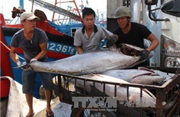 Quản lý chặt tàu cá để khắc phục &#39;thẻ vàng&#39; với thủy sản Việt Nam