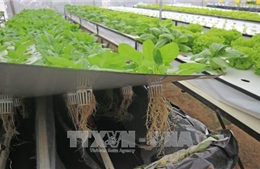 Nông dân Đà Lạt trồng rau trong không khí