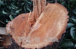 UBND tỉnh Đắk Lắk chỉ đạo xử lý nghiêm vụ phá rừng trái phép ở huyện Ea H’leo