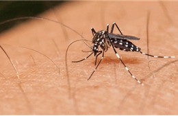 Mỹ đầu tư 100 triệu USD vào công nghệ gen diệt muỗi gây sốt rét
