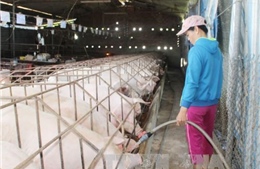 Thủ phủ nuôi lợn Đồng Nai cầm cự, &#39;ngóng&#39; Tết Nguyên đán