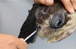 Xem loạt video sinh vật biển bị rác thải nhựa bức tử đau đớn