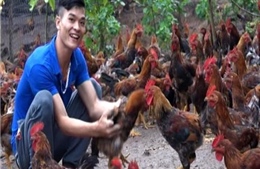  Chỉ chăn nuôi gà, chàng thanh niên dân tộc Dao thu tiền tỷ mỗi năm 