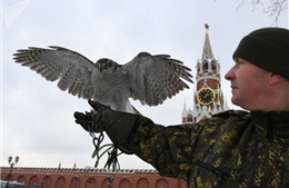 Đội ngũ lông vũ &#39;tinh nhuệ&#39; bảo vệ Điện Kremlin