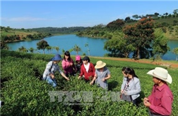 Du lịch canh nông thu hút du khách đến Đà Lạt 