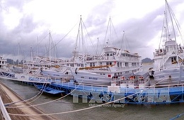 Cấm neo đậu phương tiện thủy tại khu vực ven bờ Vịnh Hạ Long