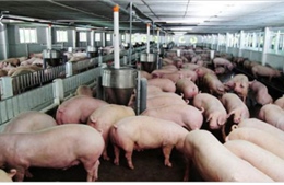 Agribank Bến Tre giảm lãi suất cho vay đối với người nuôi lợn 