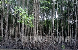 Nhiều diện tích rừng đước ở Cà Mau có dấu hiệu chết cục bộ 