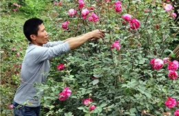 Lần đầu tiên tổ chức lễ hội vùng trồng hoa, cây cảnh lớn nhất Hưng Yên