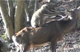 Khỉ cái gạ gẫm làm ‘chuyện ấy’ với hươu trong vườn quốc gia Nhật Bản