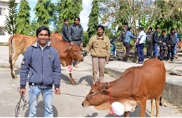 Công ty sữa Cô gái Hà Lan trao tặng 80 con bò cho nông dân nghèo tỉnh Lâm Đồng
