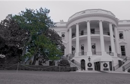 Lý do bà Melania Trump cho chặt cây mộc lan 200 tuổi trong Nhà Trắng