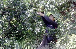 Xuất khẩu rau, quả đạt mức kỷ lục 3,45 tỷ USD