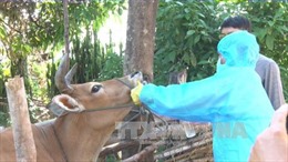 Quý II sẽ có vắc xin lở mồm long móng do Việt Nam sản xuất
