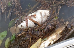 Quảng Ngãi: Sau mưa lớn kéo dài, cá chết hàng loạt trên sông Phủ 