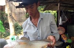 Cần thủ Sài Gòn câu được cá sủ vàng quý hiếm nặng hơn 2kg