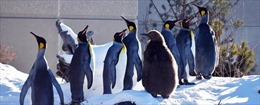 Canada lạnh kỷ lục, chim cánh cụt cũng cần vào nhà sưởi ấm