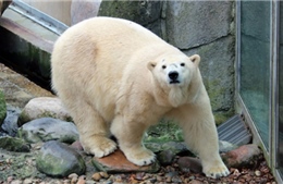 Chú gấu Bắc Cực đầu tiên chào đời tại Anh trong 1/4 thế kỷ 