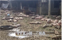1.200 con lợn trang trại chết cháy do chập điện