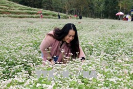 Đồi hoa tam giác mạch ở Nghệ An &#39;hút&#39; khách du lịch 