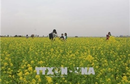 Cánh đồng hoa cải tại Thanh Hóa thu hút đông du khách 