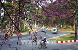 Giá tour tăng nhẹ trong dịp Tết Nguyên đán, khách vẫn đăng ký đông