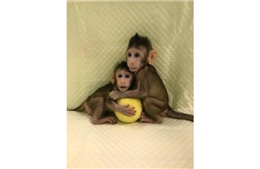Xem hai chú khỉ nhân bản vô tính giống nhau như đúc ở Trung Quốc