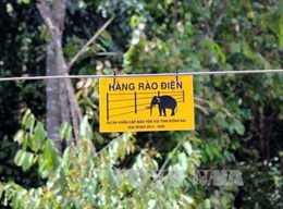Có nên xây thêm 20 km hàng rào điện bảo vệ đàn voi rừng ở Đồng Nai 