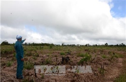 Đắk Nông ngăn chiếm dụng trái phép đất lâm nghiệp tại Đắk Ha