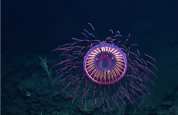 Ngắm sứa dạ quang rực rỡ như pháo hoa dưới biển sâu