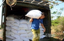 Xuất hơn 950 tấn gạo dự trữ quốc gia cho tỉnh Ninh Thuận 