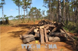 Đắk Nông: Lợi dụng dọn dẹp cây chết... để chặt phá hàng trăm cây thông sống 