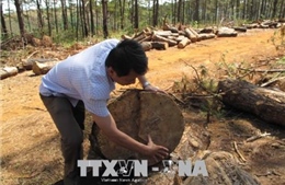 Vụ phá rừng ở Đắk Nông: Khởi tố, bắt giam một đối tượng