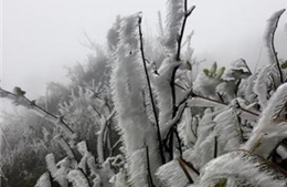 Vùng cao Mù Cang Chải chủ động đối phó với băng giá, sương muối