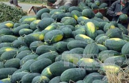 Người trồng dưa hấu Bình Thuận gặp khó do giá quá thấp