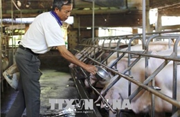 Người chăn nuôi e ngại tái đàn dù giá lợn tăng nhẹ 