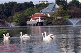 Rời Hồ Gươm, đàn thiên nga 12 con vươn cánh ở hồ Thiền Quang
