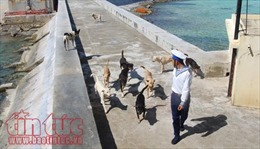 Những chú chó ở Trường Sa, ‘người bạn’ thân thiết của lính đảo
