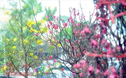 Mùa xuân bên cửa biển Tư Hiền