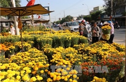 Nhộn nhịp các chợ hoa Xuân ở An Giang 
