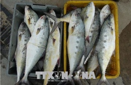 Cận Tết, ngư dân Quảng Trị trúng đậm cá thu, cá bè