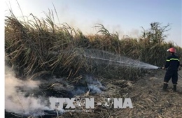 Vụ cháy cánh đồng mía ở Kon Tum: Sẽ thu mua mía cho dân ngay sau Tết