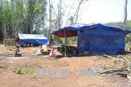 Khởi tố, tạm giam chủ mưu phá rừng ở huyện Đắk Glong, Đắk Nông