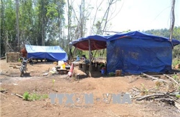 Đắk Nông: Khẩn trương điều tra vụ phá rừng quy mô lớn tại huyện Đắk G’Long